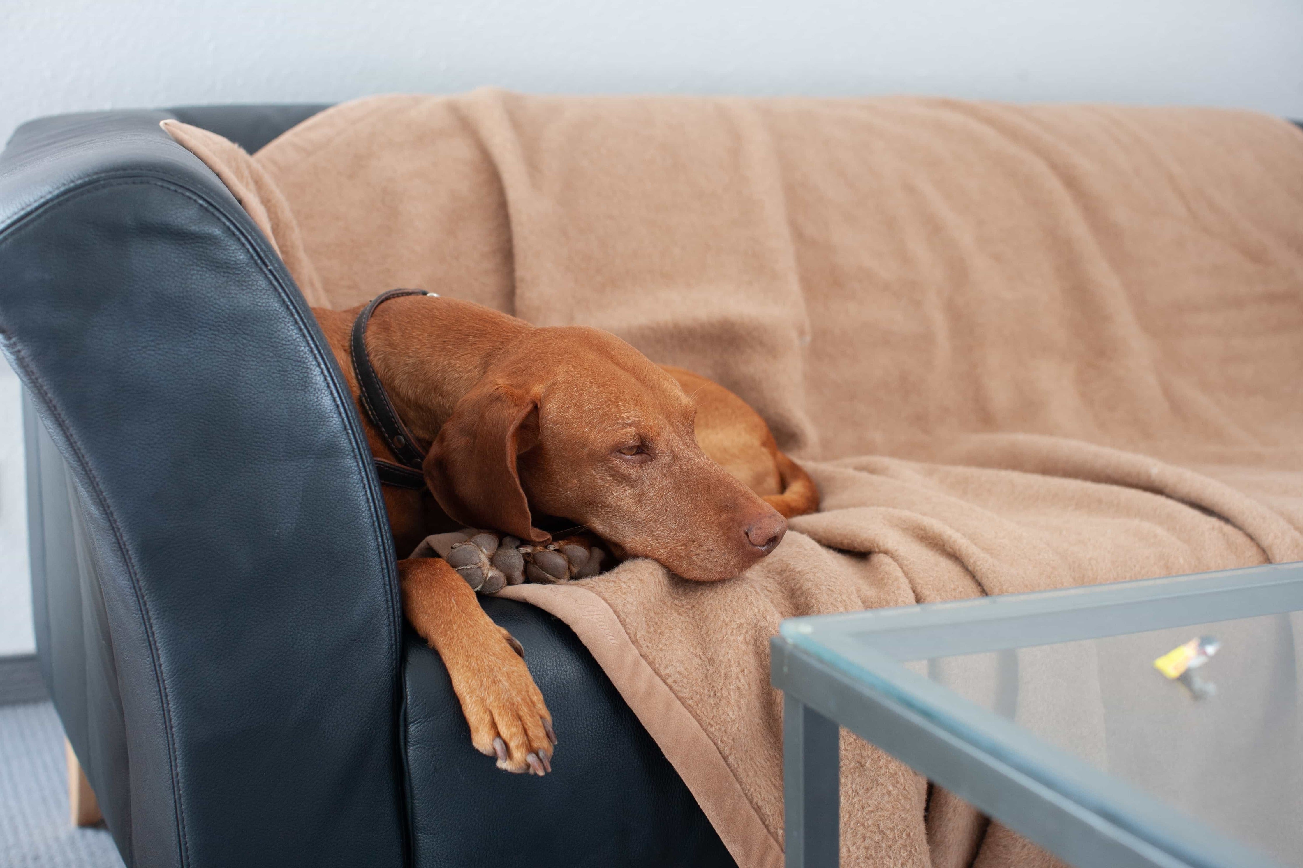 Wolldecken für Hunde von Ritter Decken