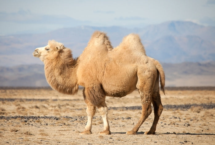 Kamelhaar Naturblond Rohstoffe