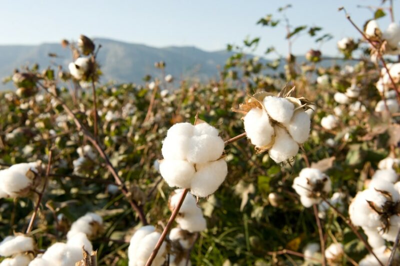 Baumwolle Plantage Rohstoffe