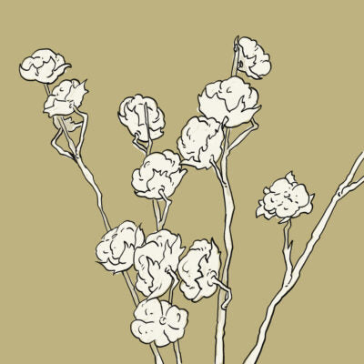 Bild Baumwolle Rohstoff Baumwolldecken