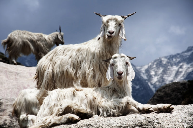 Kaschmirziegen Bergland Rohstoffe