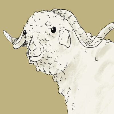 Bild Mohair Ziege Rohstoff Wolldecken