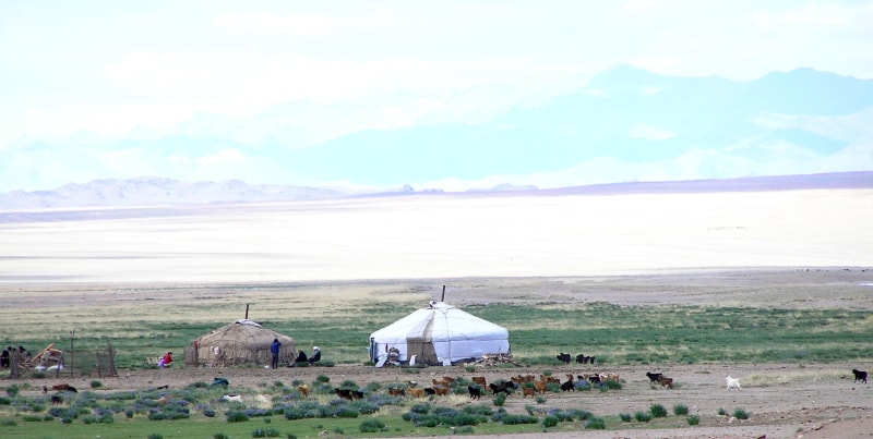 Mongolei Nomaden Kaschmirziegen