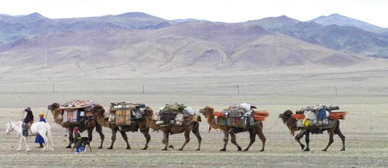 Nomaden Kamele Mongolei Rohstoffe
