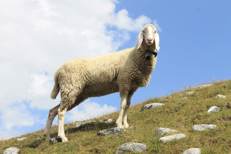 Schurwolle Österreich Bergschaf