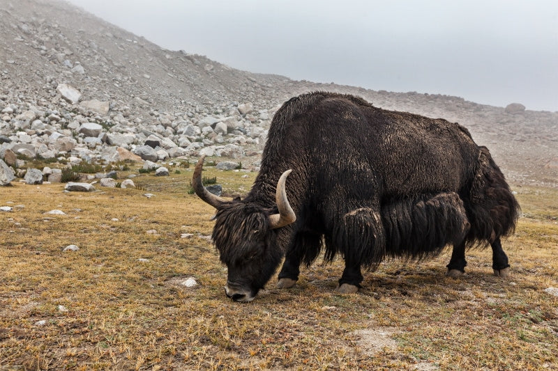 Yak Wiese Weide Bergland Rohstoffe