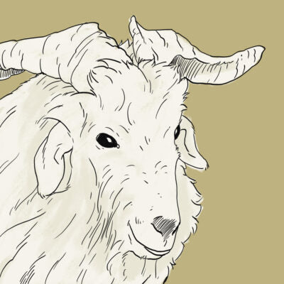 Bild Ziege Kaschmir Rohstoff Wolldecken