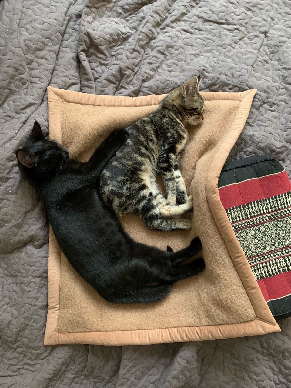 Katzen auf Katzendecke Pet Deluxe