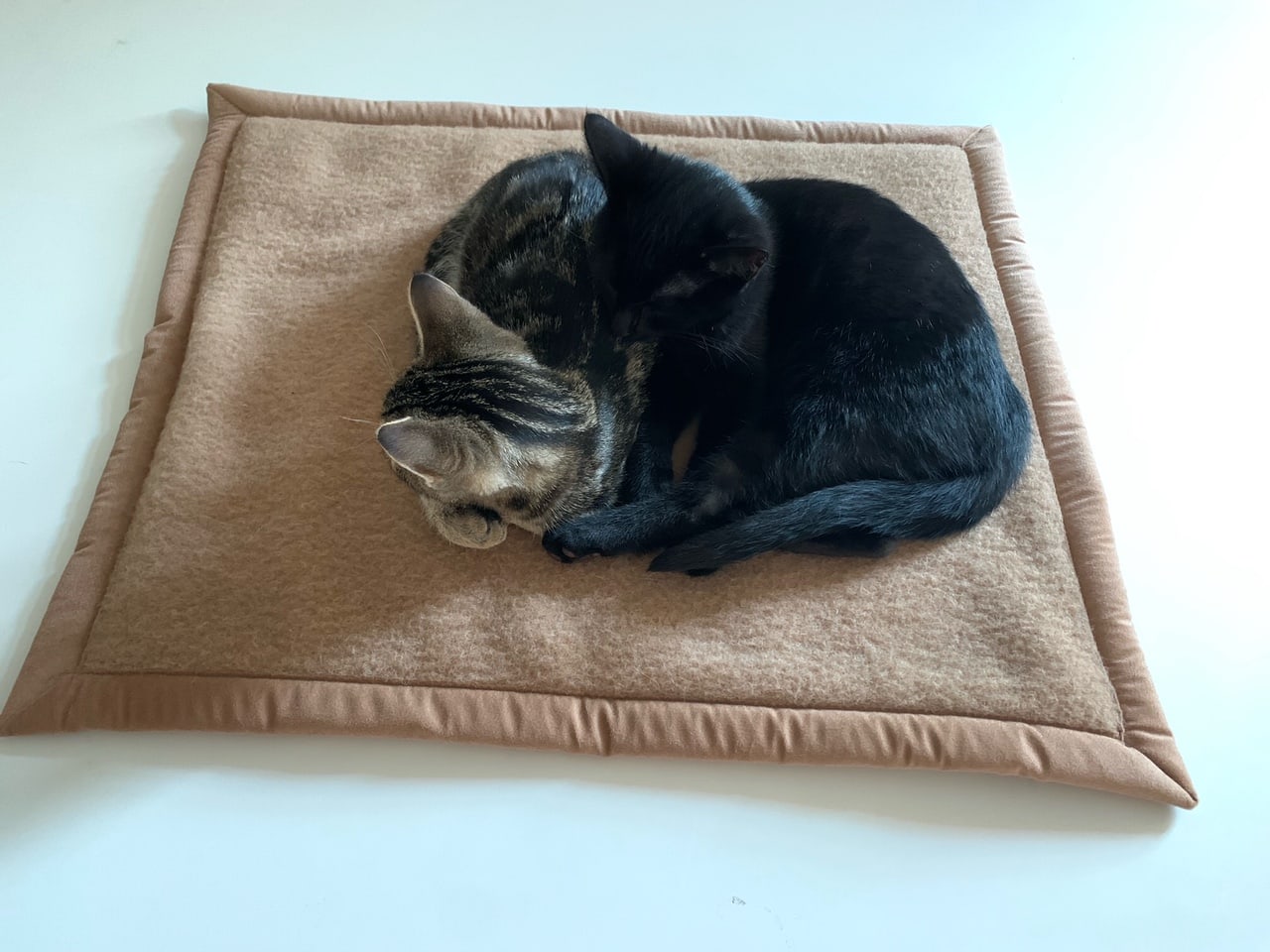 Katzen auf Katzendecke Pet Deluxe