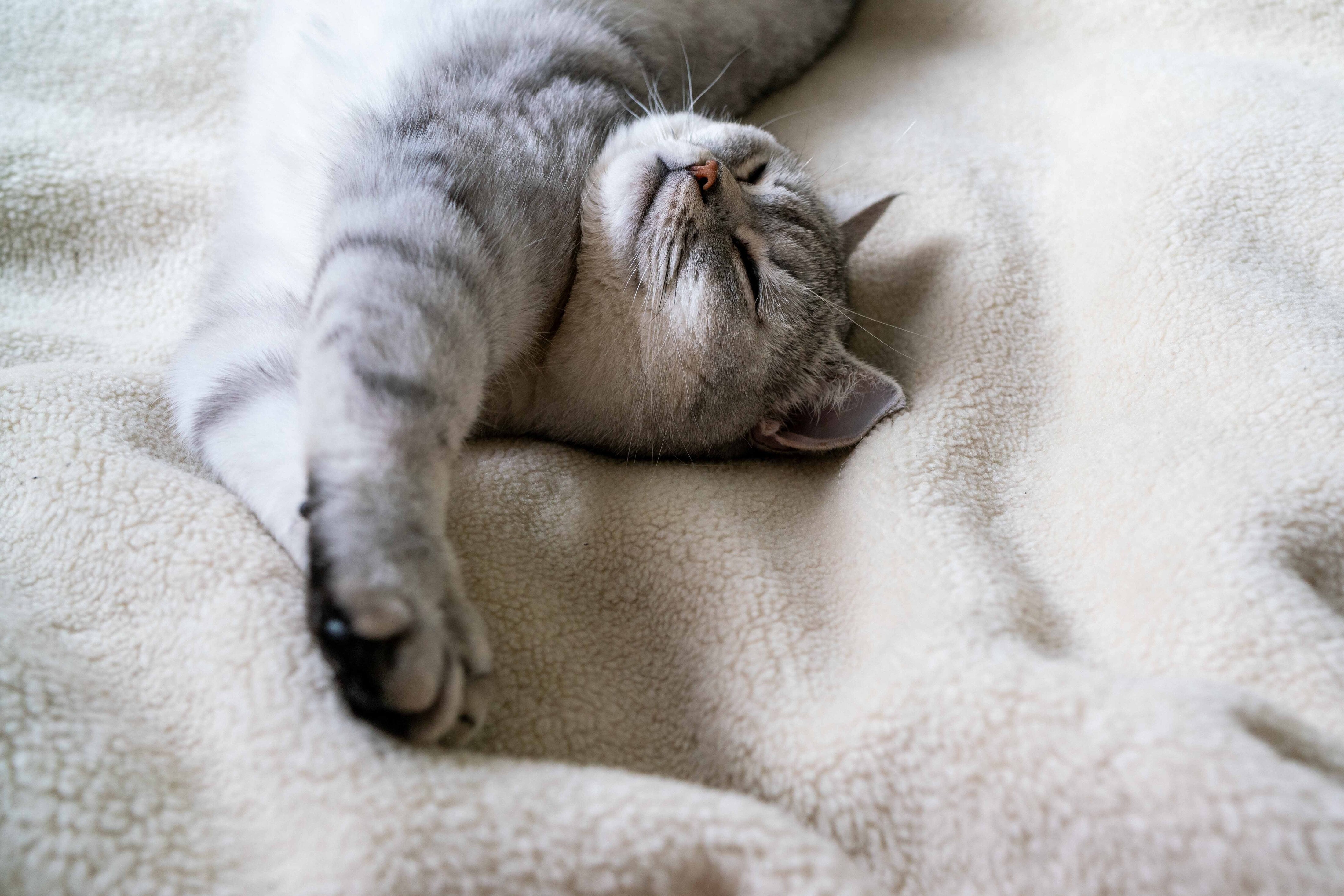 Wolldecken für Katzen