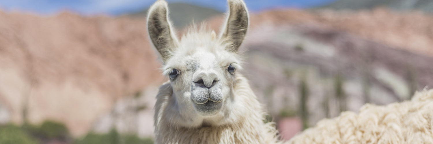Alpakadecken