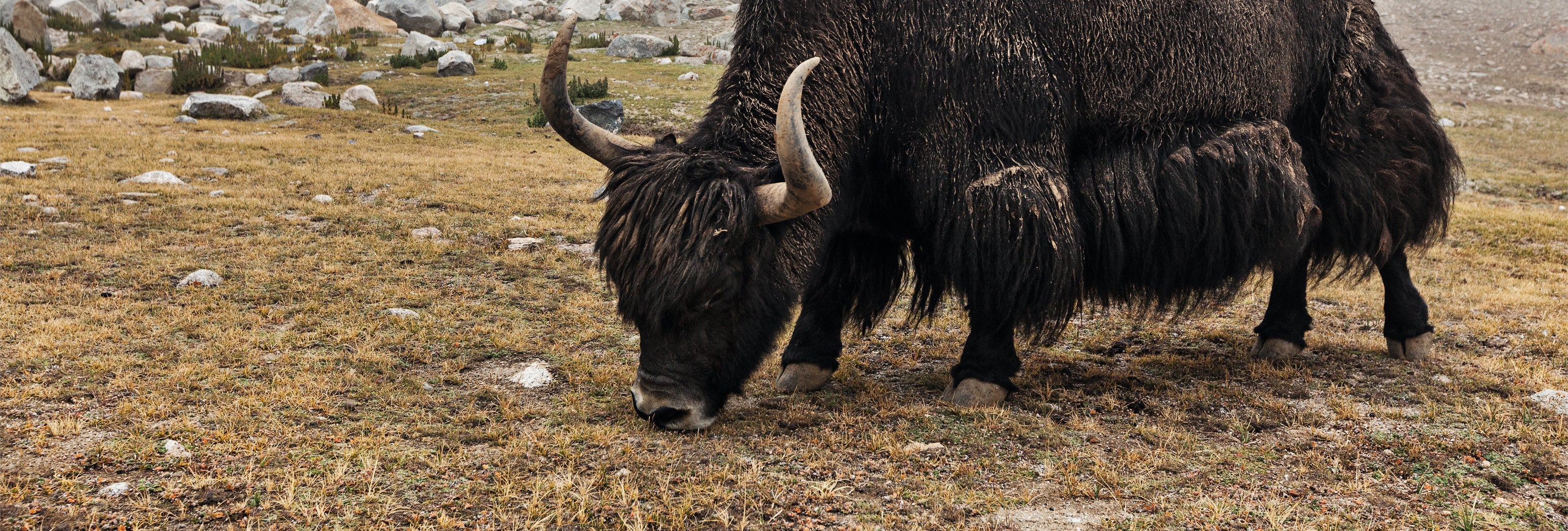 Yak Decken | Yakwolle, Yakhaar
