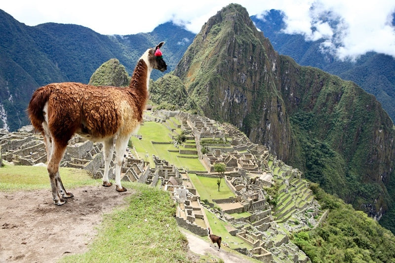 Alpaka am Maccu Picchu Peru