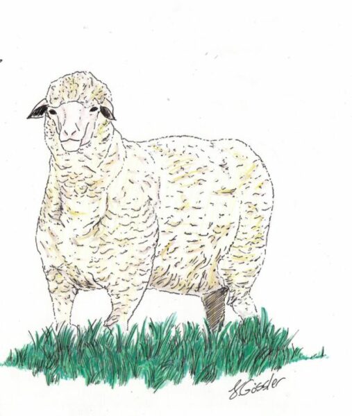 Schaf Zeichnung Schurwolle Rohstoffe