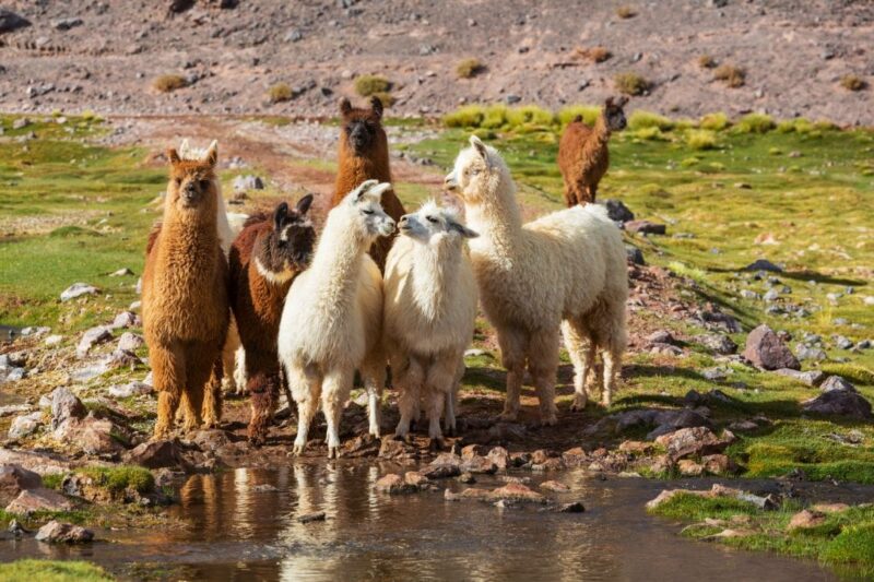 Alpaka Herde Wasserloch