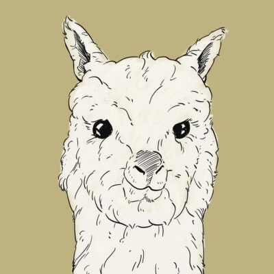 Bild Alpaka Rohstoff Wolldecken