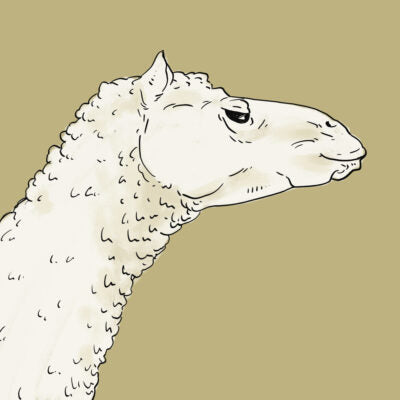 Bild Kamel Rohstoff Wolldecken
