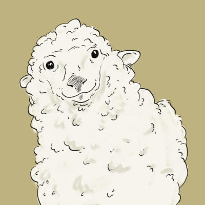 Bild Schaf Schurwolle Rohstoff Wolldecken