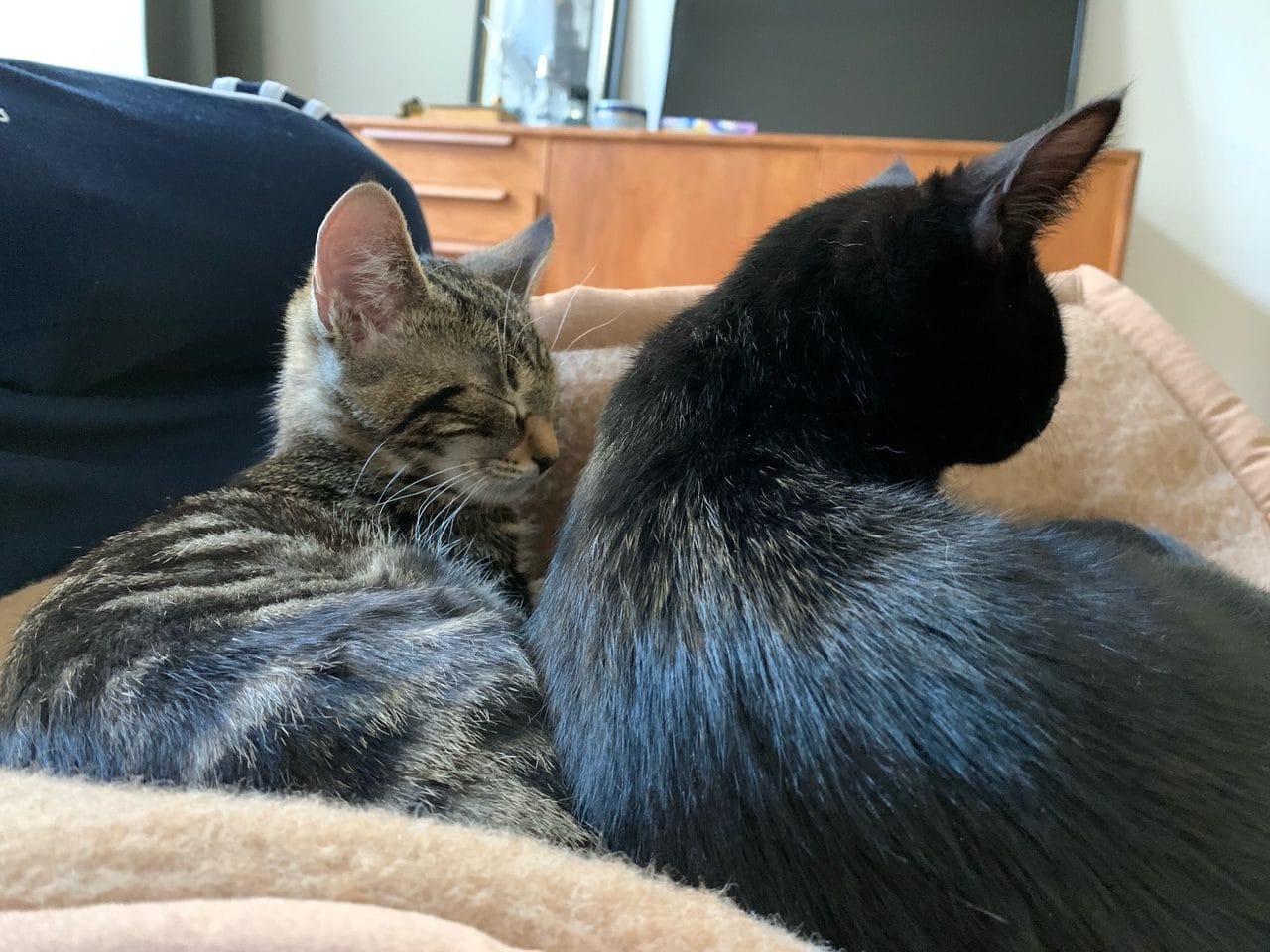 Katzen auf Katzendecke Pet Deluxe