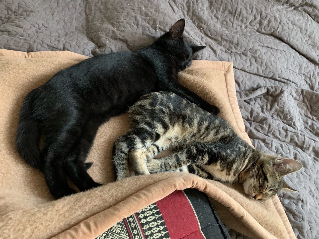Katzen auf Katzendecke Pet Deluxe