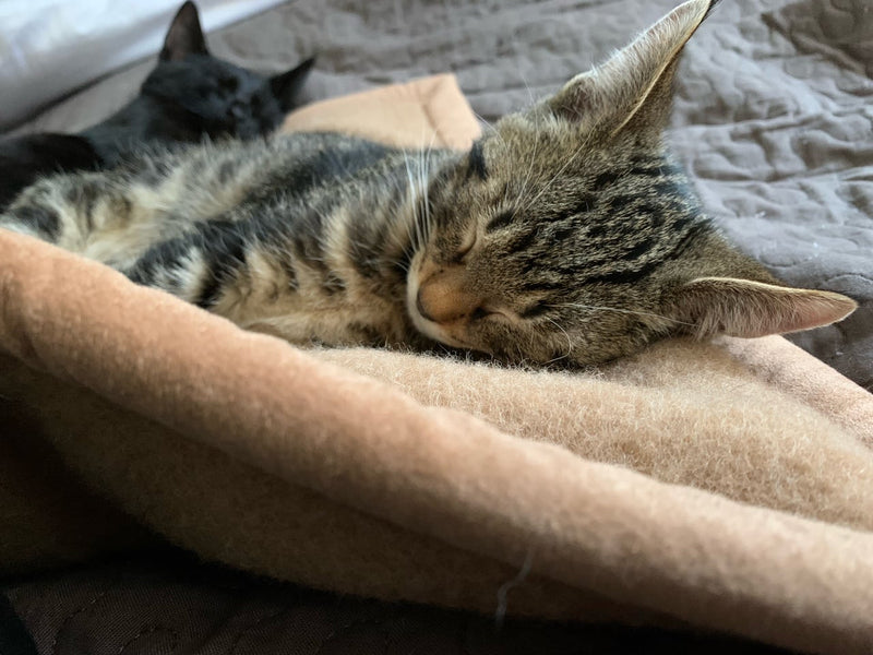 Ritter Decken Pet-Deluxe Katzendecke